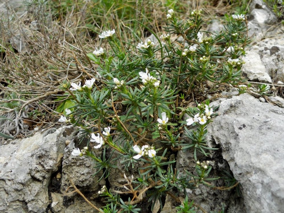 Iberis saxatilis / Iberide rupestre